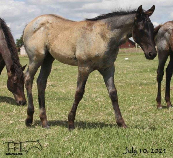 Trixie Leo Hancock's 2021 Blue Roan Filly